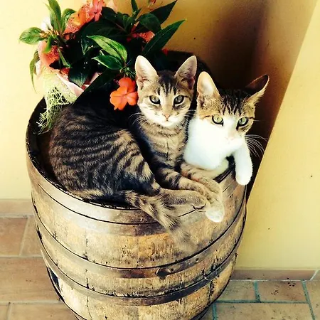 Pian Di Cataverna Farma *